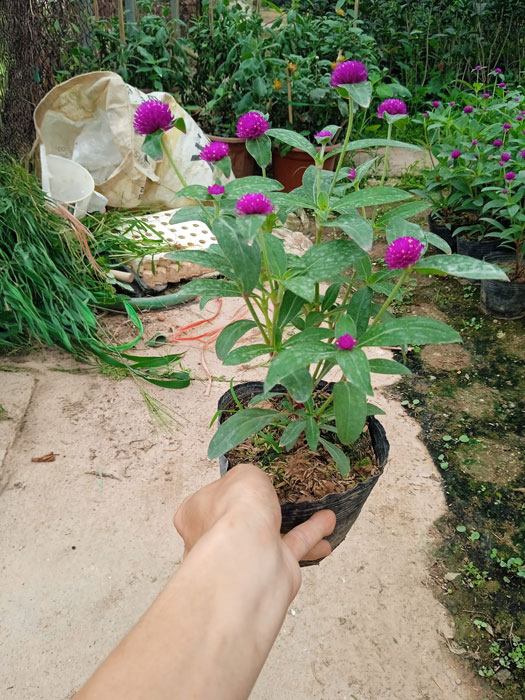 Bầu cúc bách nhật tại vườn