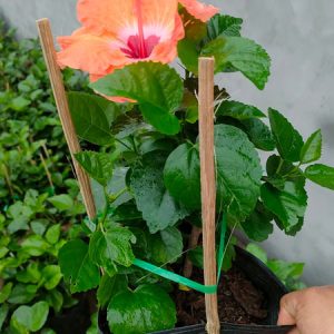Hoa dâm bụt thái