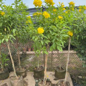 Cây huỳnh liên vàng