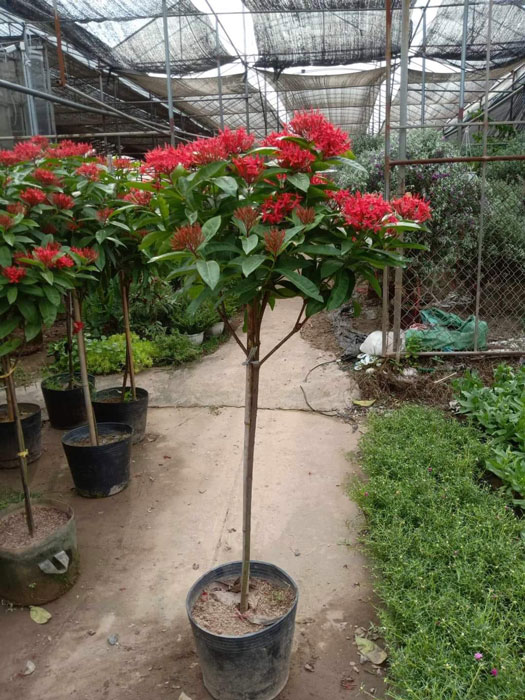 Cây hoa mẫu đơn mỹ dáng tree đang nhiều hoa