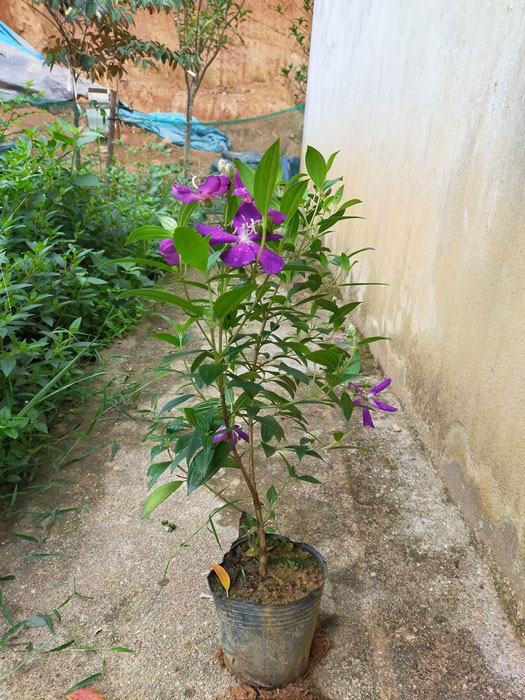 Bầu sim thái hoa tím cao 50cm