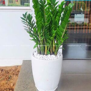 Chậu Cây Kim Tiền